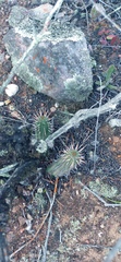 Euphorbia nesemannii