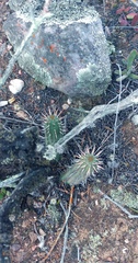 Euphorbia nesemannii
