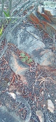 Euphorbia nesemannii