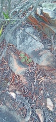 Euphorbia nesemannii