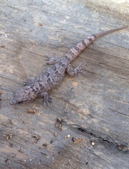 Phyllodactylus unctus