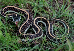 Thamnophis sirtalis annectens