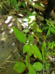 Lepidagathis alopecuroidea