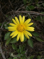 Haplocarpha lyrata