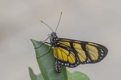 Methona themisto themisto