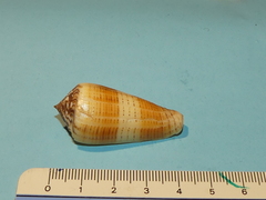 Conus magus