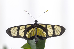 Methona themisto themisto