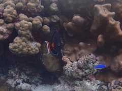 Acanthurus achilles
