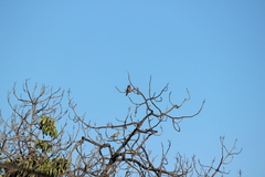 Haemorhous mexicanus