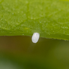 Methona themisto themisto