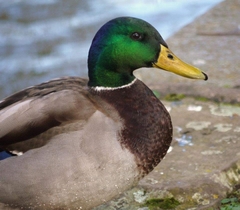 Anas platyrhynchos