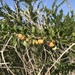 Brandegee's False-Ocotillo - Photo (c) jrebman, some rights reserved (CC BY-NC), uploaded by jrebman