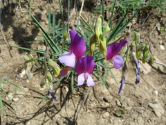 Lathyrus digitatus