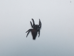 Cyrtophora exanthematica