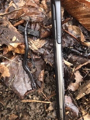 Plethodon cinereus
