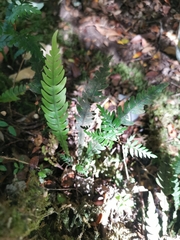 Blechnum mochaenum