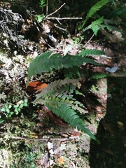 Blechnum mochaenum