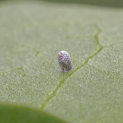 Methona themisto themisto