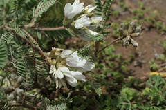 Astragalus garbancillo
