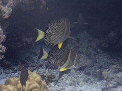 Acanthurus guttatus