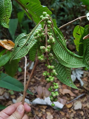Miconia multispicata