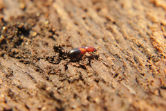 Corticeus bicolor