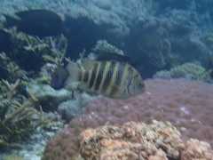 Abudefduf septemfasciatus