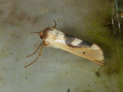 Agylla nitidalis