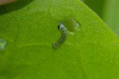 Methona themisto themisto