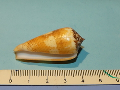 Conus magus