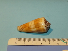Conus magus