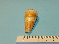 Conus magus