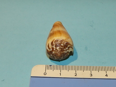 Conus magus