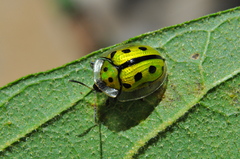 Coptocycla adamantina