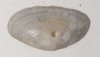 Livid Sunset Clam - Photo (c) Keith Martin-Smith, some rights reserved (CC BY-NC-SA), uploaded by Keith Martin-Smith
