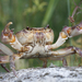 Mediterranean Freshwater Crab - Photo (c) gentoo, some rights reserved (CC BY-NC)