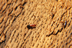 Corticeus bicolor