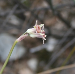 Tulbaghia dregeana