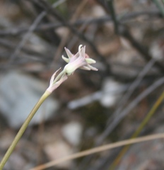 Tulbaghia dregeana