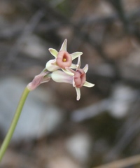 Tulbaghia dregeana