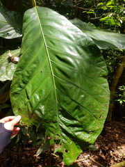 Pentagonia osaensis