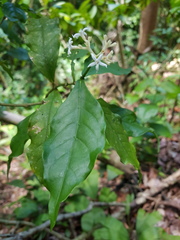Image of Rudgea cornifolia