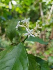 Rudgea cornifolia