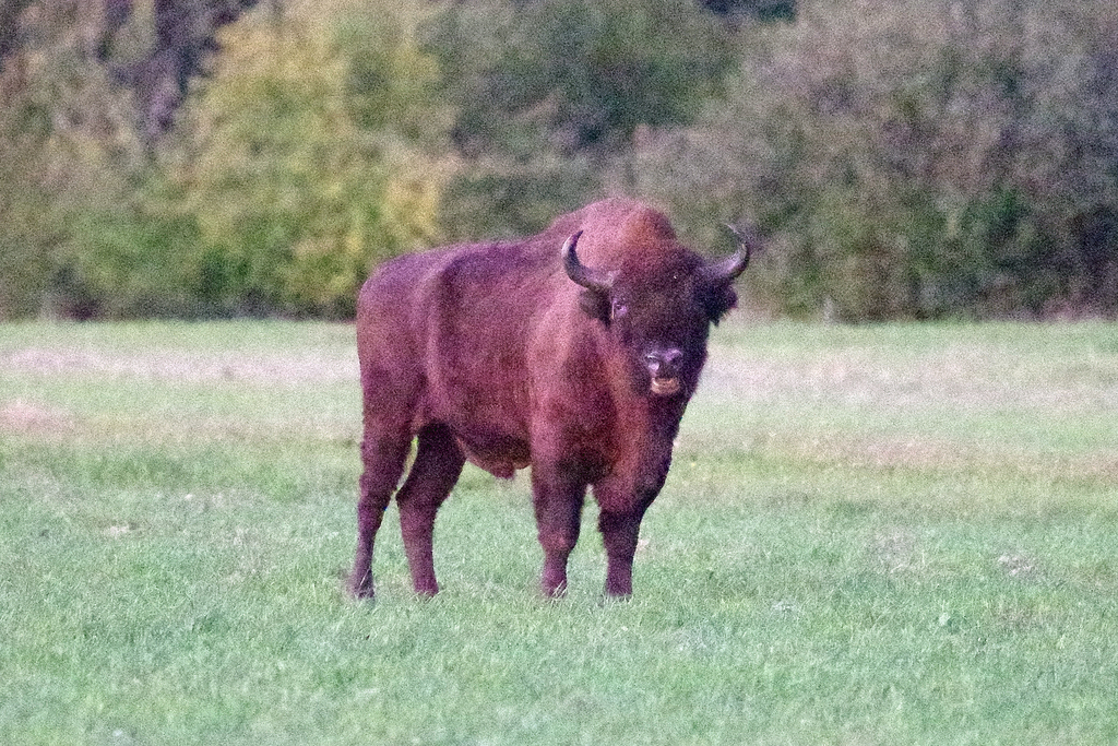 Bison (Genus Bison) · iNaturalist