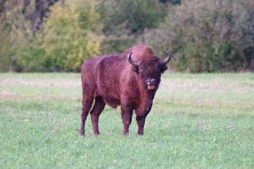 Bison (Genus Bison) · iNaturalist
