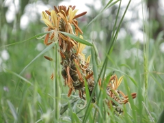 Asphodeline