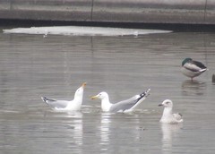 Larus