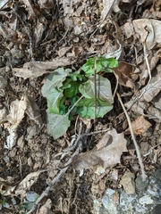 Lapsana communis intermedia