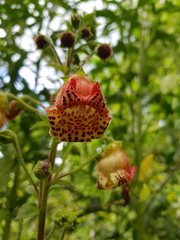 Kohleria allenii
