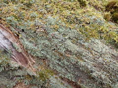 Cladonia parasitica